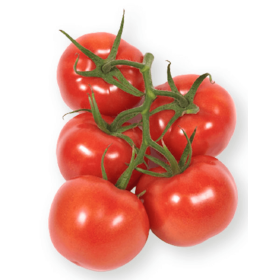 POMIDOR SZKLARNIOWY GRANDICE 500 NAS ST
