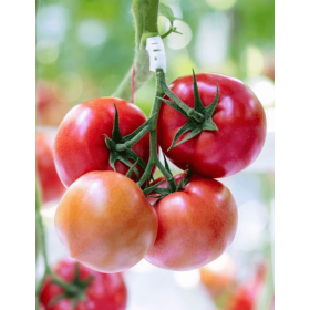 POMIDOR MALINOWY FUTUMARU 500 NAS ST