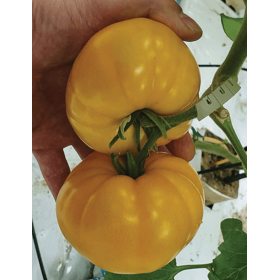 POMIDOR SZKLARNIOWY BEORANGE F1 250 NAS