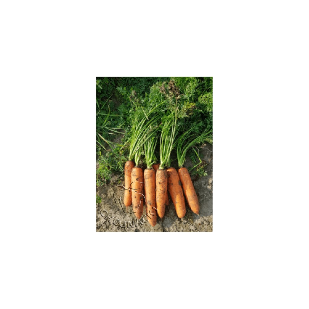 MARCHEW PATZI F1 100 TYS ST