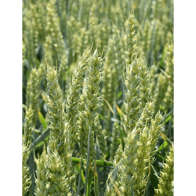 PSZENICA OZIMA ESSA