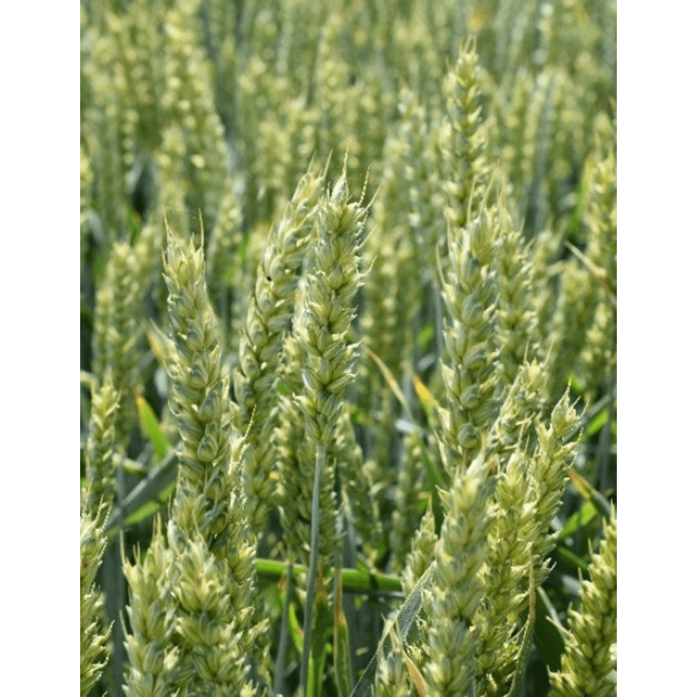 PSZENICA OZIMA ELEKTRA C1