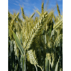 PSZENŻYTO OZIME HEROICO