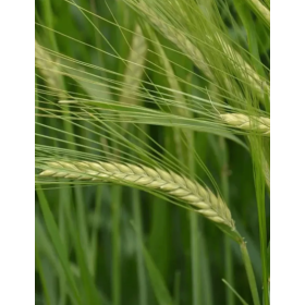 JĘCZMIEŃ OZIMY JAKUBUS C1