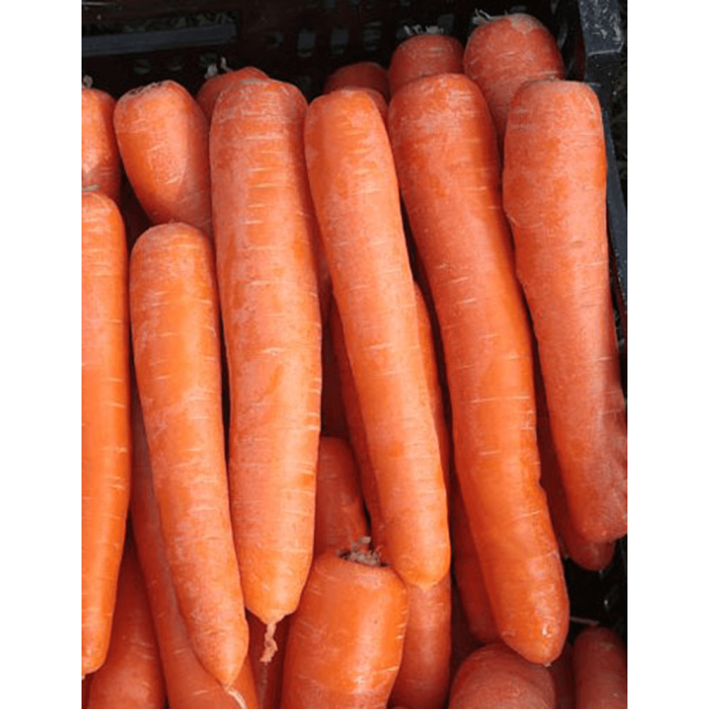 MARCHEW OCTAVO F1 2,0-2,20/ 2,20-2,40 100 TYS VILSEED ST