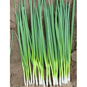 CEBULA SZCZYPIOROWA CAREL 100 TYS. NAS