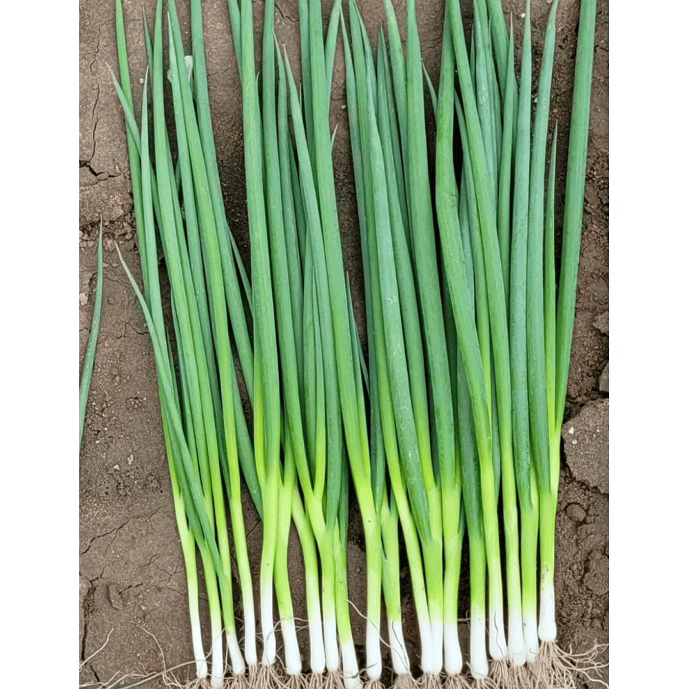 CEBULA SZCZYPIOROWA CAREL 100 TYS. NAS