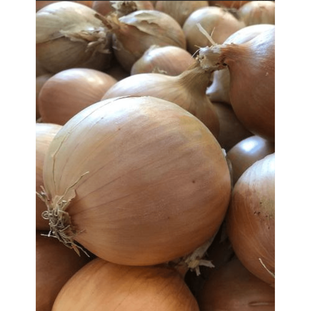 CEBULA ŻÓŁTA MOTO F1 (37-130) PREC. 250 TYS. ST