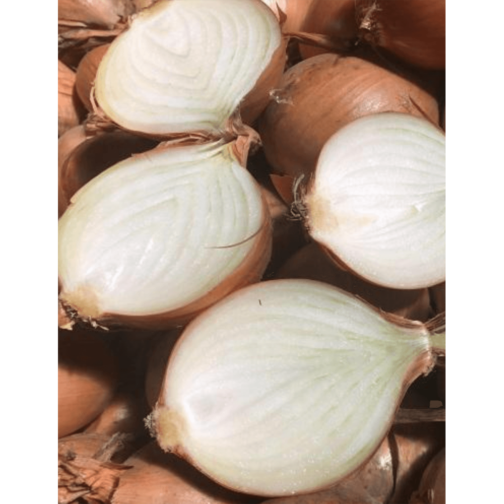 CEBULA STORO F1 250 TYS PRECYZYJNE ST