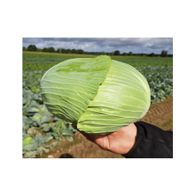 KAPUSTA BIAŁA CALLAWAY 2,5 TYS ST