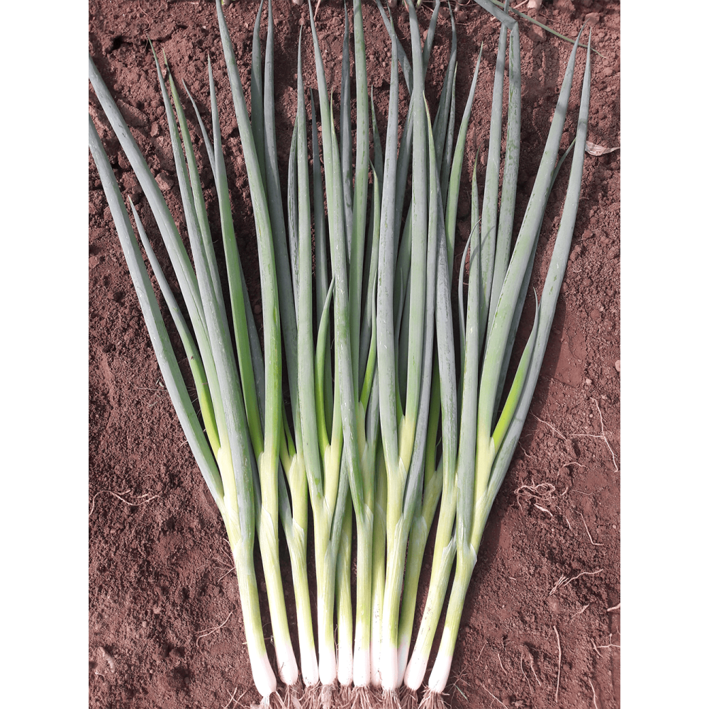 CEBULA SZCZYPIOROWA SAVEL 100 TYS ST