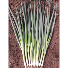 CEBULA SZCZYPIOROWA SAVEL 50 TYS ST