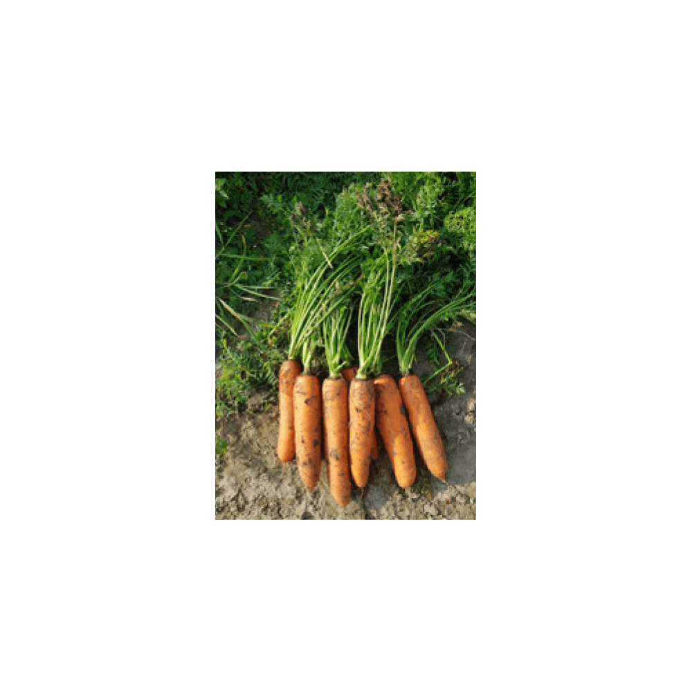 MARCHEW PATZI F1 100T 2-2,2 ST