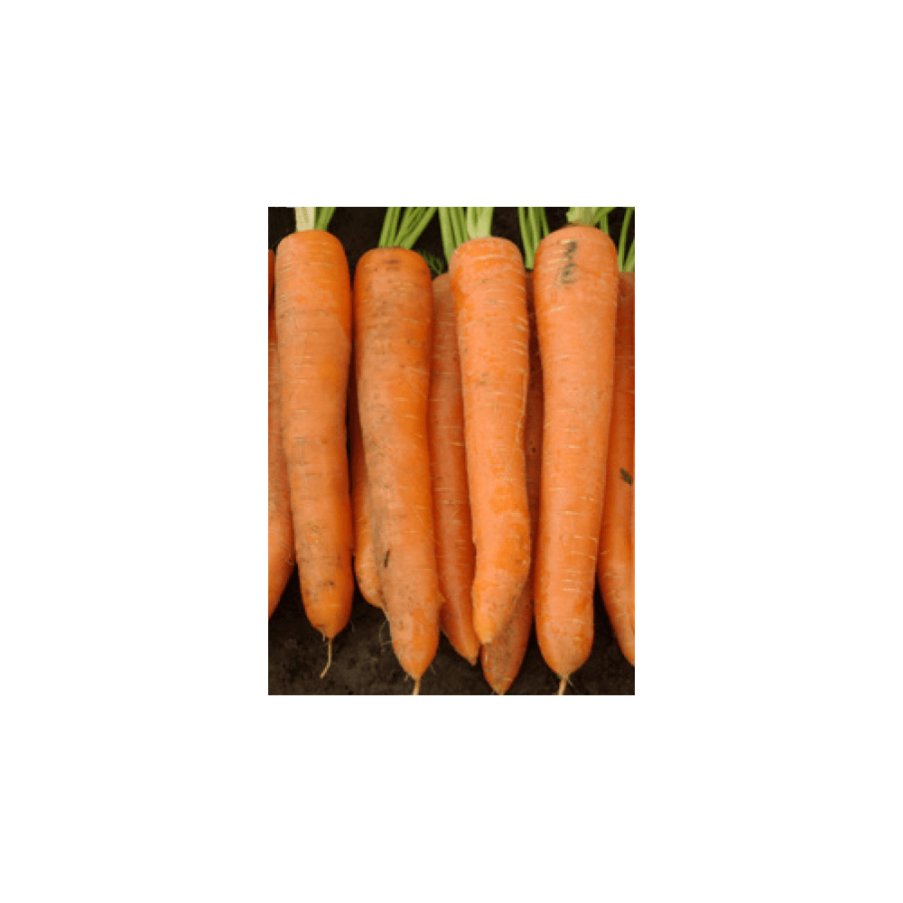 MARCHEW VOLCANO F1 1,8-2 100 TYS. NATURALNE ST