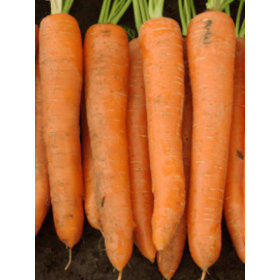 MARCHEW VOLCANO F1 1,4-1,6/1,6-1,8 100 TYS. NATURALNE ST