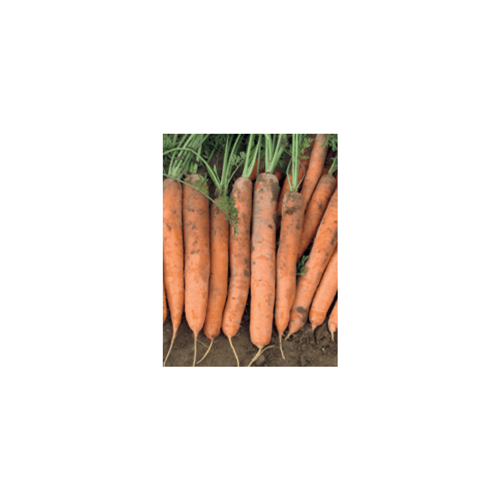 MARCHEW MELODIO F1 1,4-1,6 100 TYS. VILSEED
