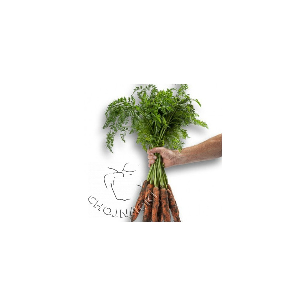 MARCHEW PRECYZYJNA PODKIEŁKOWANA JERADA 1,40-1,60 MM RZ F1 100 TYS ST