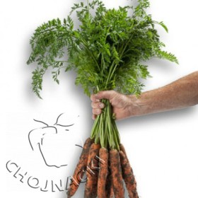 MARCHEW PRECYZYJNA PODKIEŁKOWANA JERADA 1,60-1,80 MM RZ F1 100 TYS ST