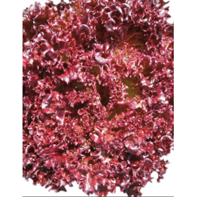 SAŁATA LOLLO ROSSA AZIRKA 10TYS OTOCZKA