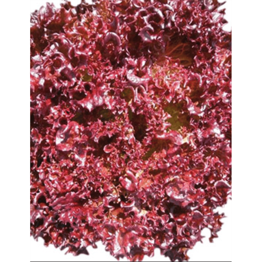 SAŁATA LOLLO ROSSA AZIRKA 10TYS