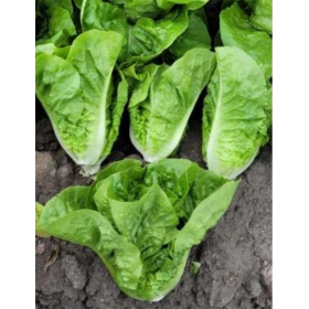 SAŁATA RZYMSKA BAMBERA OTOCZKA 5 TYS NAS ST