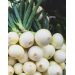 CEBULA BIAŁA TONDA MUSONA 100G ST