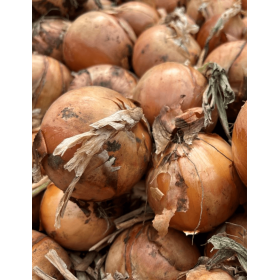 CEBULA COMAE 250TYS PREC TAKI SEED