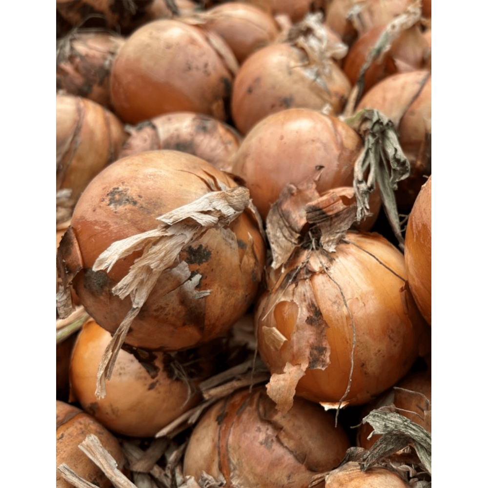 CEBULA COMAE 250TYS PREC TAKI SEED