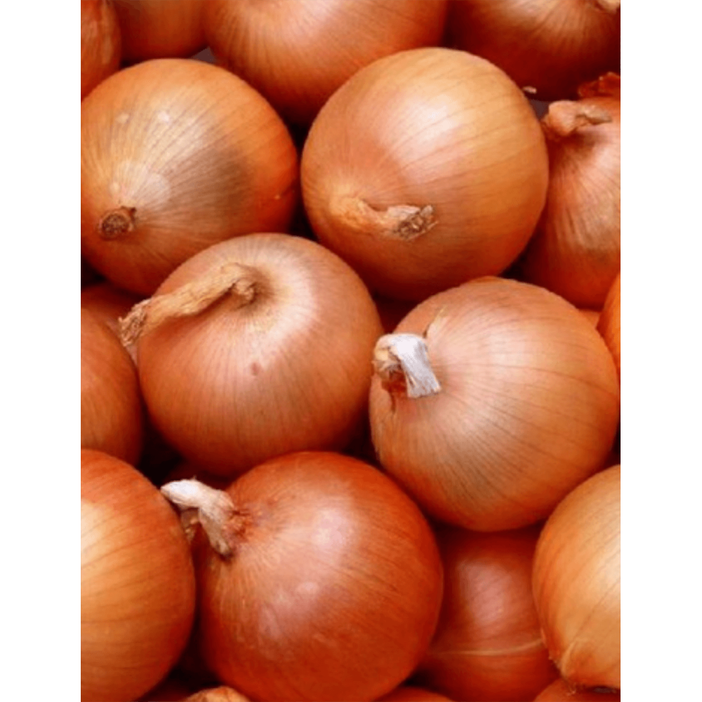Cebula ozima Algida 500g