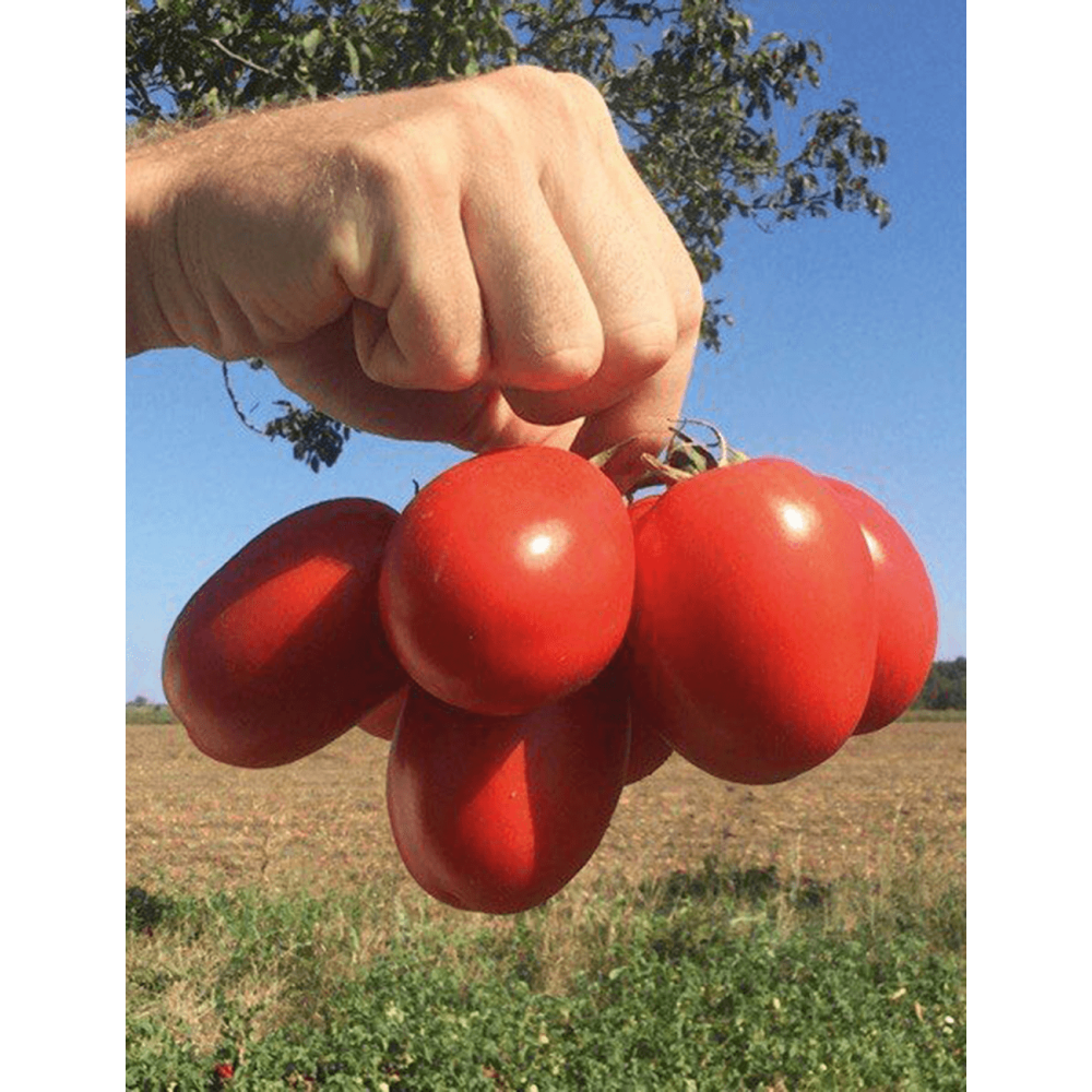 POMIDOR GRUNTOWY ORSOROSSO F1 10 TYS OTOCZKA ST