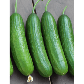 OGÓREK SZKLARNIOWY MIDI DENTON F1 (58021) 250 NAS.