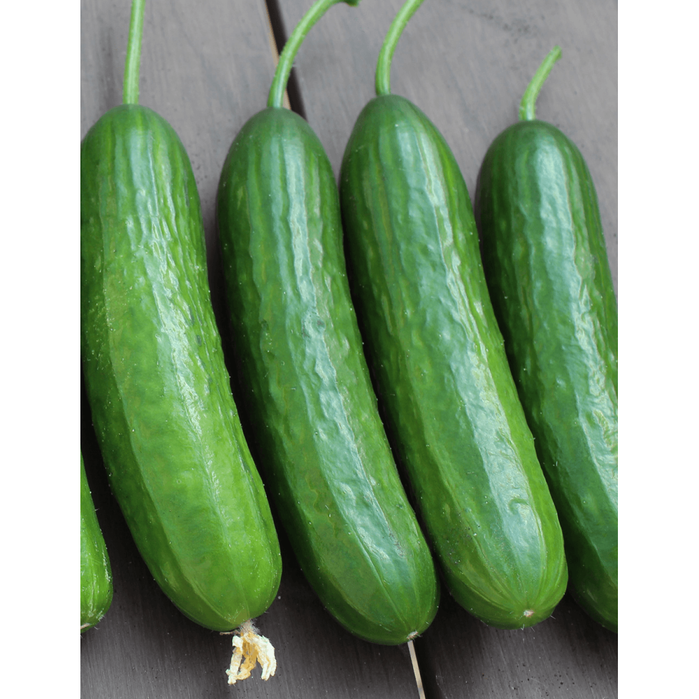 OGÓREK SZKLARNIOWY MIDI DENTON F1 (58021) 250 NAS.