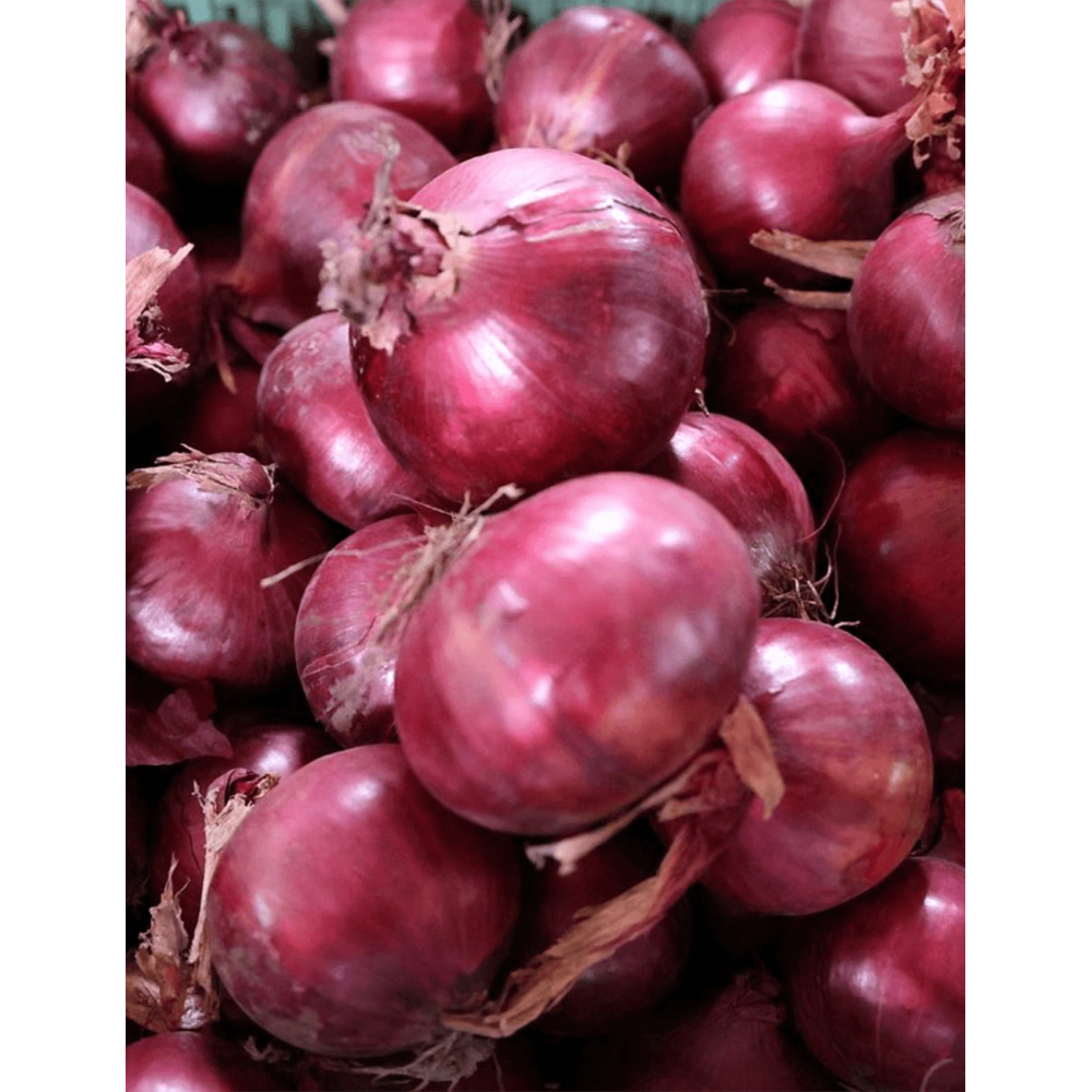 CEBULA CZERWONA REDSHINE F1 (37-123) PREC. 250 TYS. ST