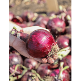 CEBULA DARKO 250T STD