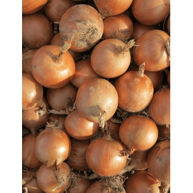 CEBULA ŻÓŁTA COPPERSTONE F1 PREC. 250 TYS. ST