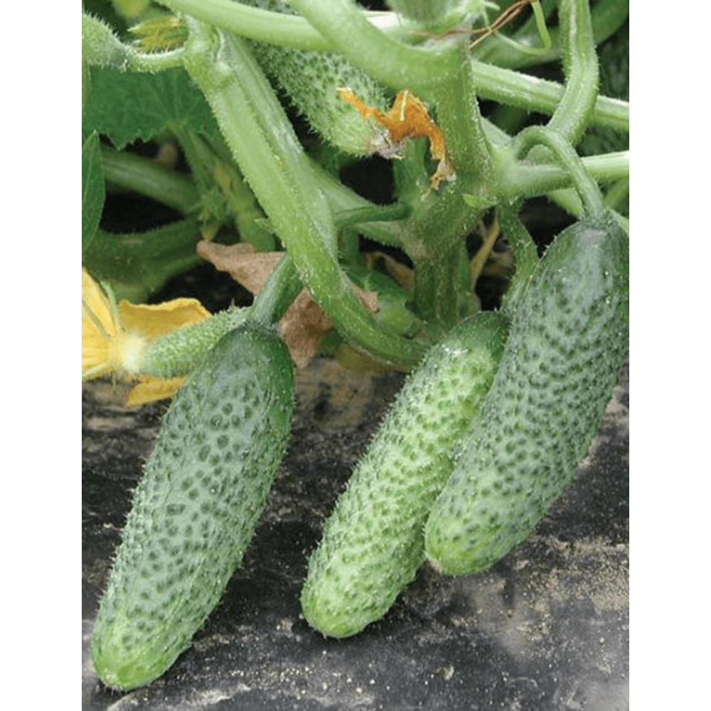 OGÓREK ORTINA 1 TYS. ZAPRAWIANE F1 ST