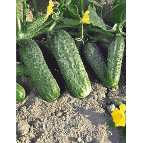 OGÓREK KONSERWOWY JOELINA F1 1 TYS