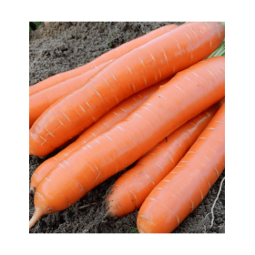 MARCHEW BRILLYANCE 1,40-1,60 100 TYS PODKIEŁOWANE