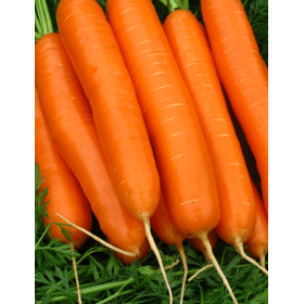 MARCHEW DAILYANCE F1 1,8-2,0 100 TYS