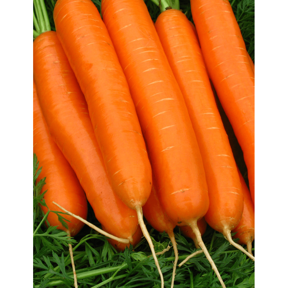 MARCHEW DAILYANCE F1 1,8-2,0 100 TYS