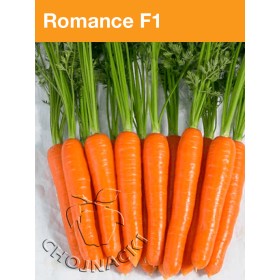 MARCHEW ROMANCE 1,60-1,80 100TYS PODKIEŁKOWANE