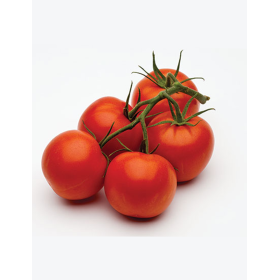 POMIDOR SZKLARNIOWY GRONOWY MERLICE F1 500 N