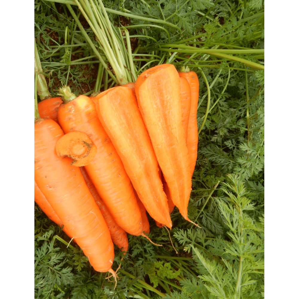 MARCHEW ROCKFIRE 100 TYS. ZAPRAWIANE ST