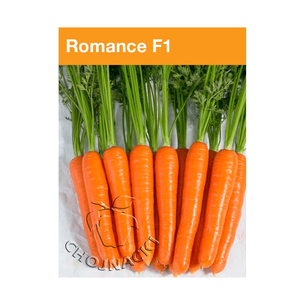 MARCHEW ROMANCE 1,80-2,00 100 TYS