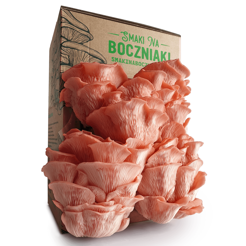 BOCZNIAK RÓŻOWY - ZESTAW