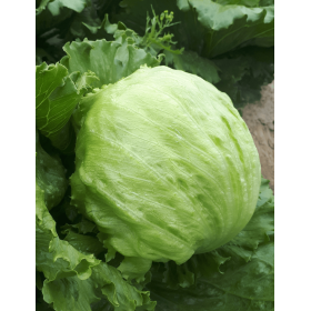 SAŁATA SKINDEL 5 TYS. OTOCZKA F1 ST