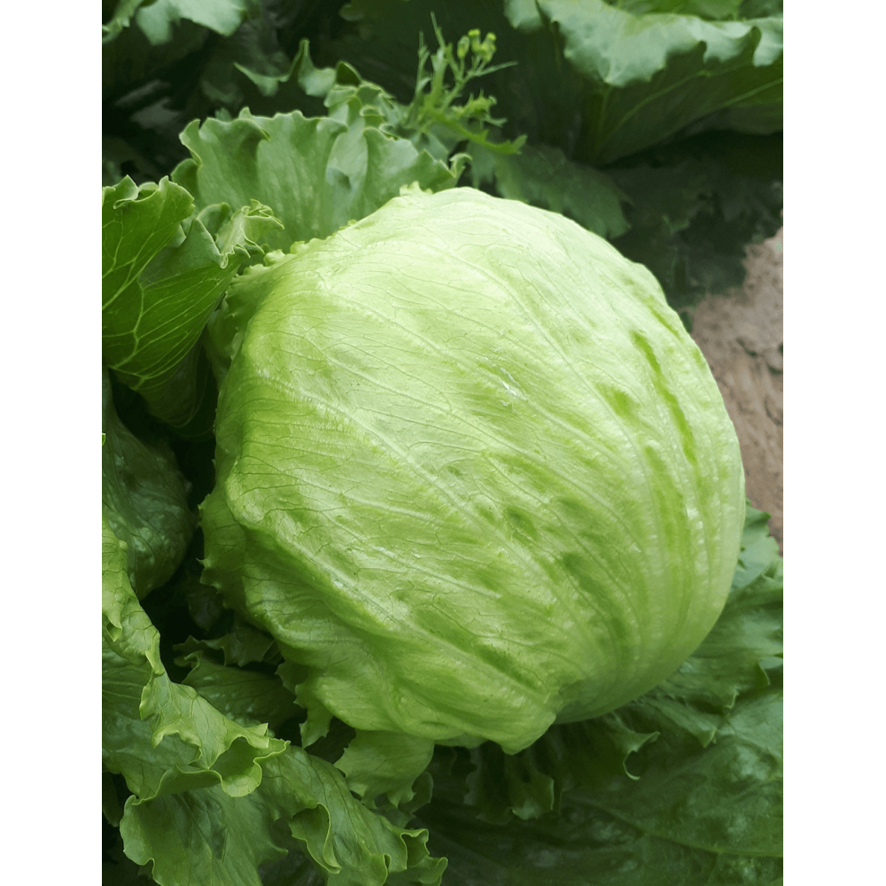 SAŁATA SKINDEL 5 TYS. OTOCZKA F1 ST