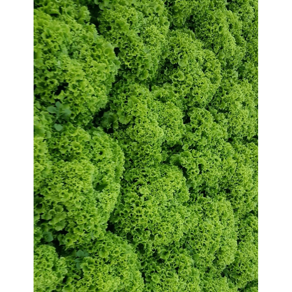 SAŁATA BARTIMER LOLLO BIONDA 5 TYS