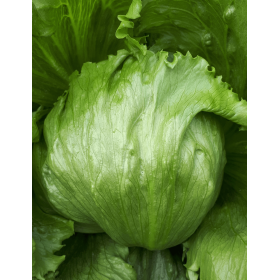 SAŁATA LODOWA KINDU OTOCZKOWANE 5 TYS ST