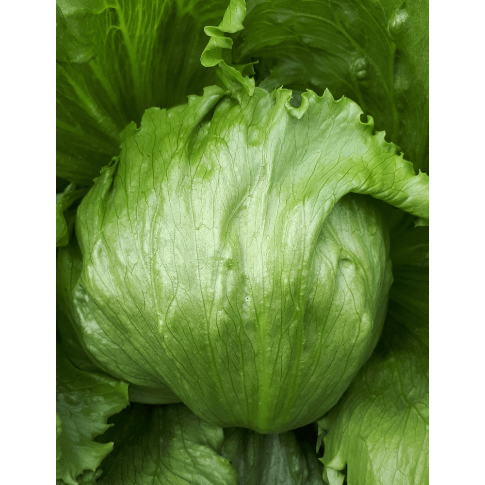 SAŁATA LODOWA KINDU OTOCZKOWANE 5 TYS ST